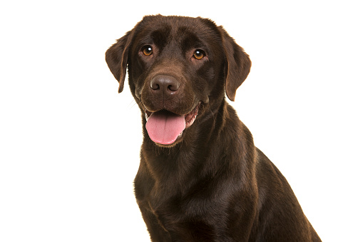 Close up of black dog in dark background studio