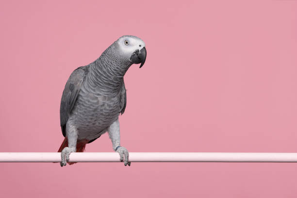 istock Gabon African grey parrot on a pink background with space for copy seen from the side 1278388817