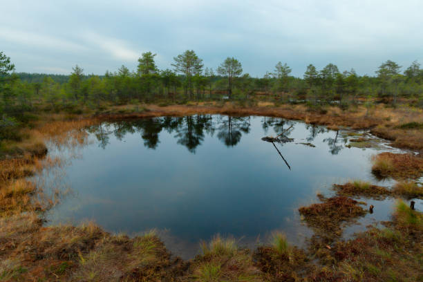 istock Viru Raba, Lehemaa National Park, Estonia 1278388832