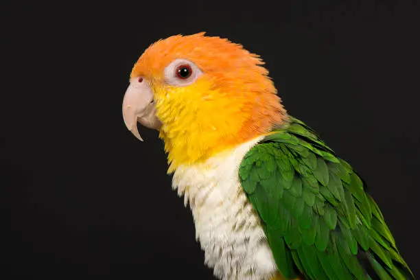 Portrait of a caique bird seen from the side on a black background