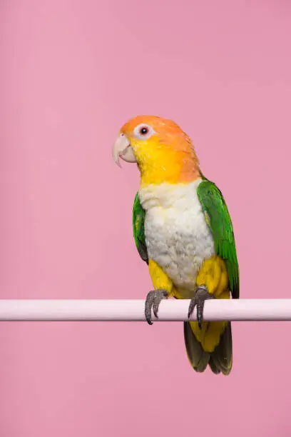 Single caique bird looking at the side on a pink background with space for copy