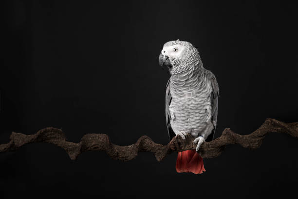 papagaio cinza africano gabão em um fundo preto com espaço para cópia visto da frente - african grey parrot - fotografias e filmes do acervo