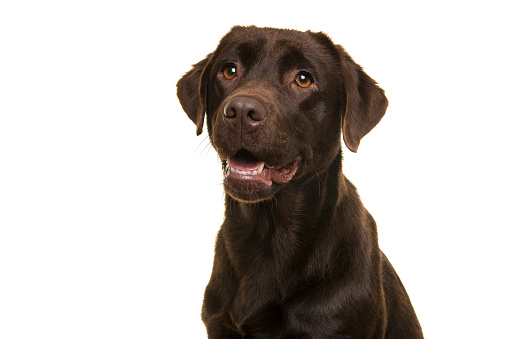 Portrait of a chocolate labrador retriever looking up  on a white background
