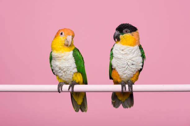 istock Two caique birds looking at each other on a pink background 1278389530