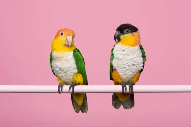 Two caique birds looking at each other on a pink background