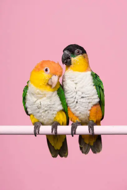 Two caique parrots looking at the same side on a pink background in a vertical image