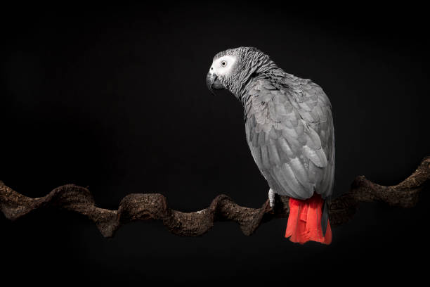 istock Gabon African grey parrot on a black background with space for copy seen from the back 1278389532