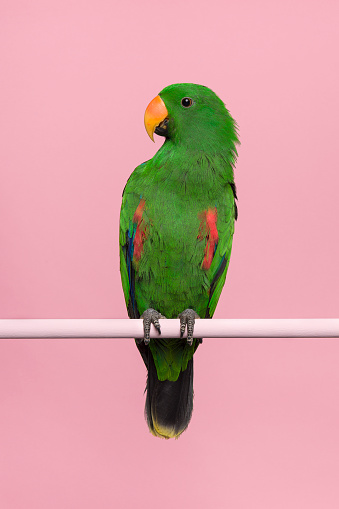 Male green eclectus parrot on a pink background with space for copy in a vertical image