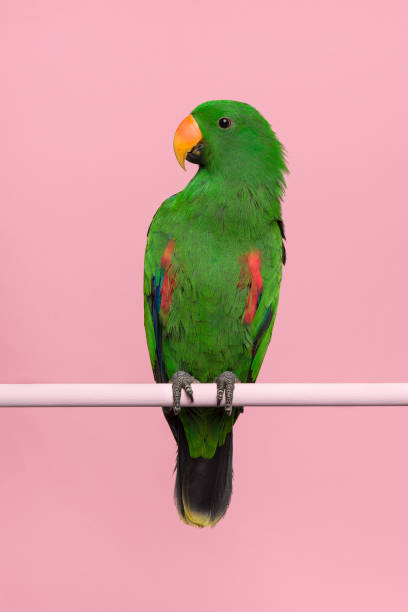 Male green eclectus parrot on a pink background with space for copy in a vertical image Male green eclectus parrot on a pink background with space for copy in a vertical image eclectus parrot stock pictures, royalty-free photos & images