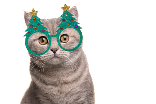 Portrait of a pretty silver tabby british shorthair cat wearing christmas tree glasses on a white background