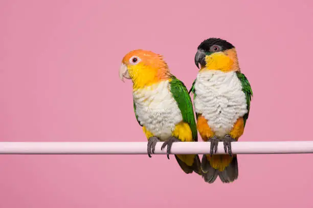 Two caique birds looking at the same side on a pink background with space for copy