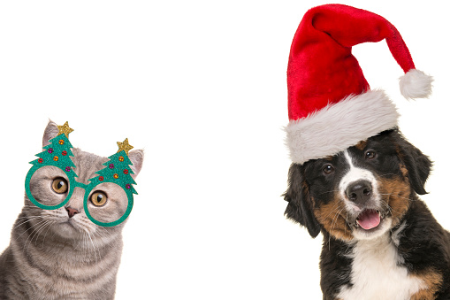 Basset Hound Breed Dog Wearing Santa's Hat