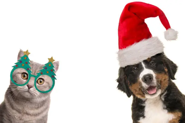 Portrait of a cute bernese mountain dog puppy and a british shorthair cat wearing christmas decoration on a white background