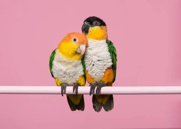 Two caique birds sitting together on a pink background