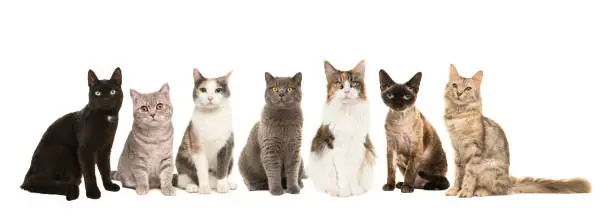 Photo of Group of various breeds of cats sitting next to each other looking at the camera isolated on a white background