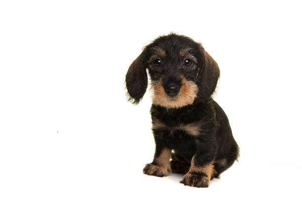 Sitting miniture dachshund puppy looking at the camera isolated on a white background Sitting miniture dachshund puppy looking at the camera isolated on a white background wire haired stock pictures, royalty-free photos & images