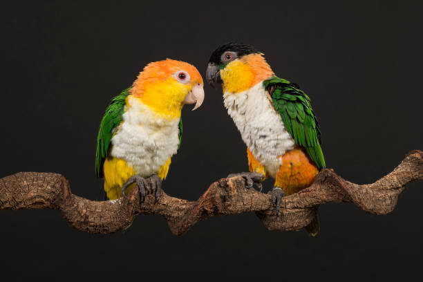 istock Two caique birds looking at each other on a black background 1278389952