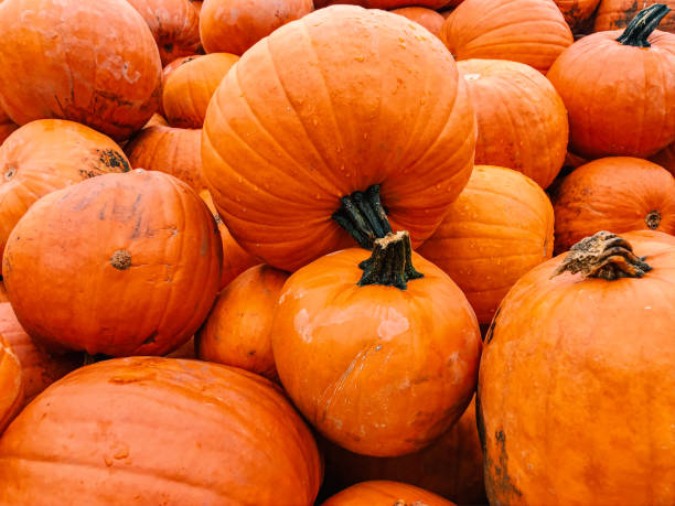 istock Different varieties of pumpkins and squashes in baskets 1278390651