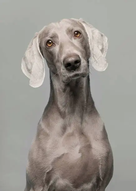 Portrait of a proud weimaraner dog on a gray background