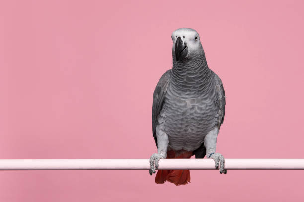 istock Gabon African grey parrot on a pink background with space for copy seen from the front 1278391120