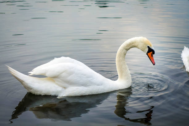 istock White swan swimming on a pond 1278391819