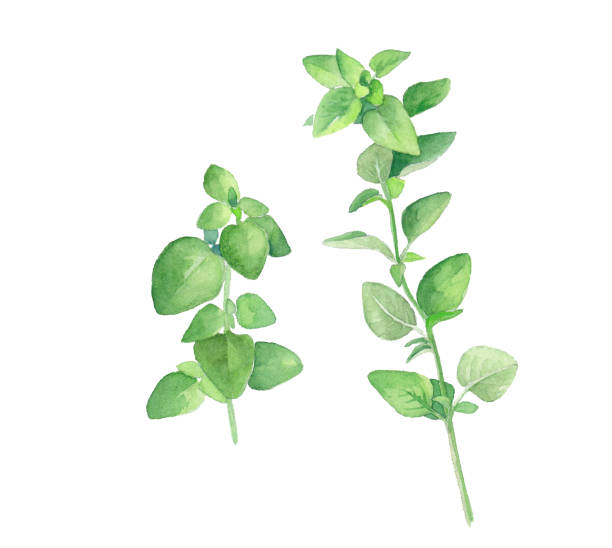 허브: 오레가노의 수채화 일러스트. 추적 벡터입니다. - oregano herb garden herb gardens stock illustrations