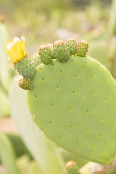 istock Nopal cactus plant with yelow flowers 1278394354