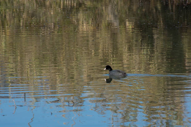 istock Common Coot swimming in Hula Lake Israel 1278395488