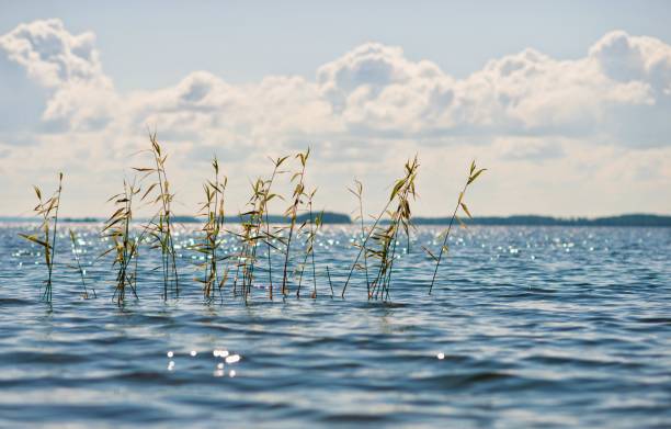Reeds on sunny summer day in glittering water