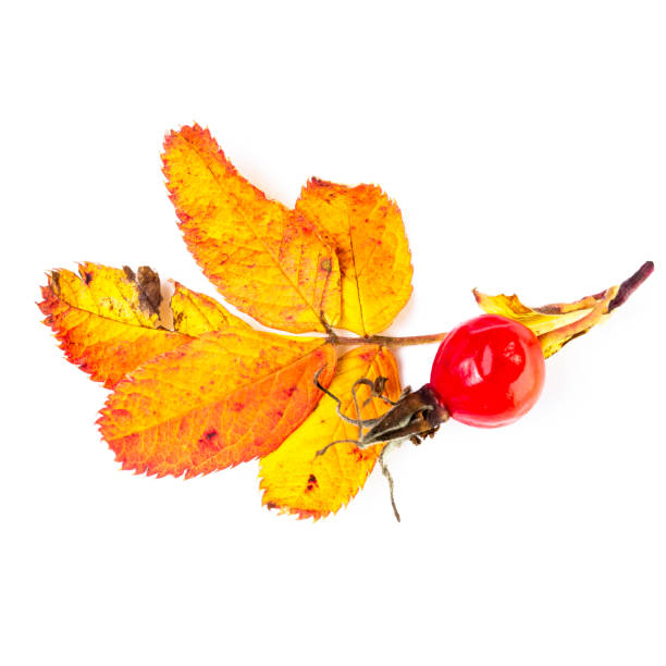 branche de rosehip avec les feuilles jaunes d’automne et les baies mûres, isoler sur le blanc. - uncultivated autumn berry fruit branch photos et images de collection