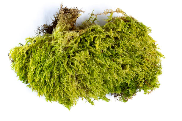 istock Forest moss, a large piece of wild moss on a white background, isolate, close-up, top view. 1278396595