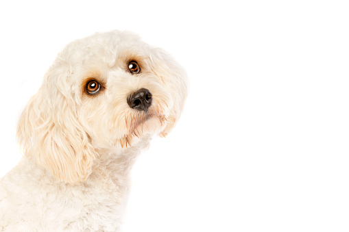 white mixed breed dog, cockapoo, in front a white background