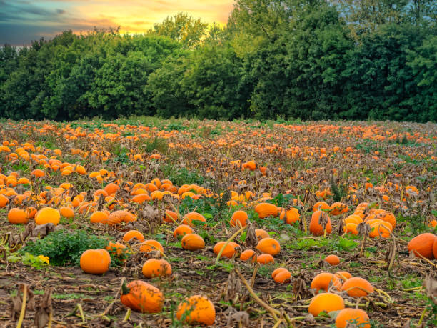 istock Fresh harvested pumpkins ready for sale 1278397228