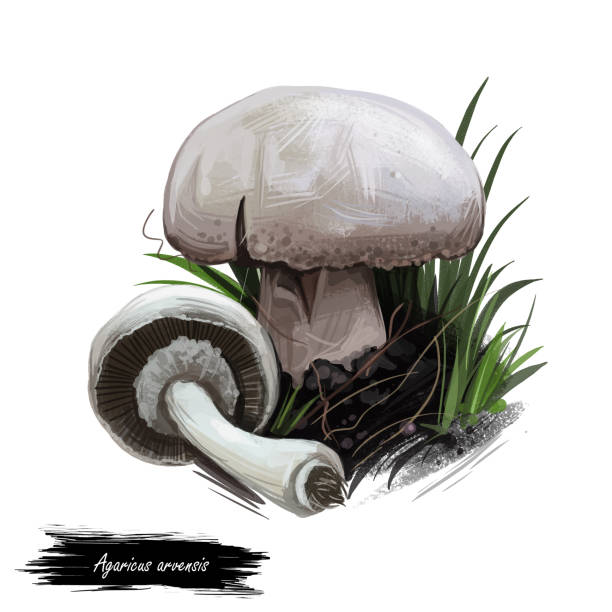 アガリカスアルベンシス馬のキノコ、アガリカス属。白で単離された食用真菌。デジタルアートイラスト、自然食品、パッケージラベル。秋はテキストで緑の草の上に真菌を収穫します。 - edible mushroom food fungus isolated点のイラスト素材／クリップアート素材／マンガ素材／アイコン素材