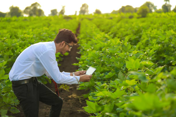 istock young handsome agronomist inspecting cotton field with tablet 1278397836
