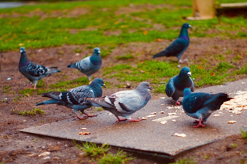 pigeons feeding in the park