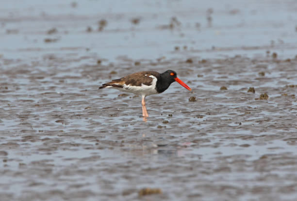 istock American Oystercatcher 1278398557