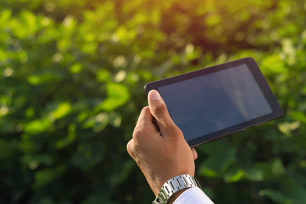 istock Young indian agronomist analyze and inspecting in cotton field with tablet 1278398619