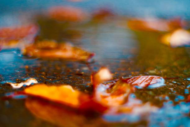 autumn leaves in rainwater puddle. Reflection from the autumn coloured leaves in the blue water