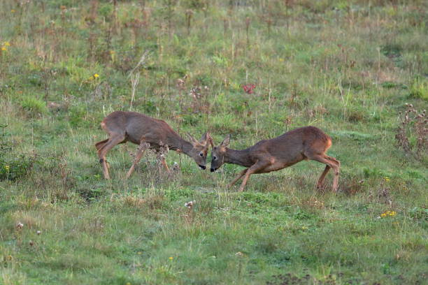 istock The European roe deer 1278398976