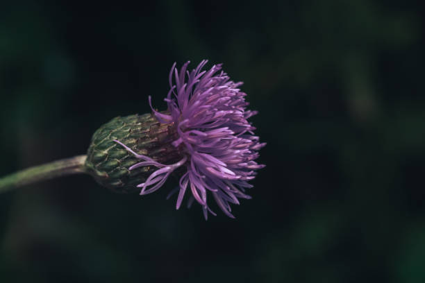 牧草地の夏に野生の大きなぼくの緑の葉と紫色の花。デザインのための自然背景パターンテクスチャ。 - vegetable garden green ground flower head ストックフォトと画像