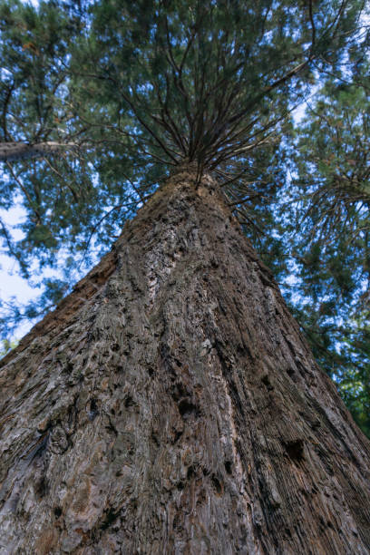 istock View of a redwood tree from below 1278401269