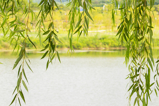 Green leaves of weeping willows around the lake.