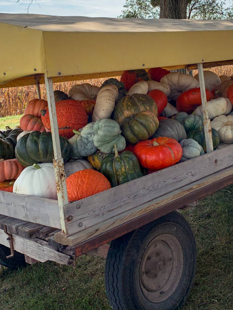 istock Wagon of Gourds 1278402533