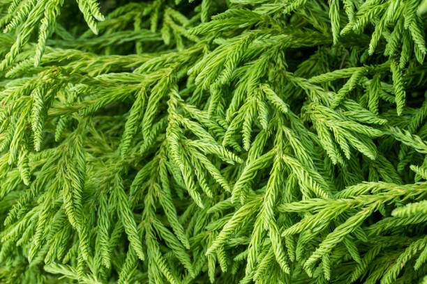 Cryptomeria japonica 'Spiralis'. Closeup of branches covered with dense mass of twisted spiral green needles of Japanese Cedar, Grannies' Ringlets. Dense mass of green conifer needles twisted into spirals along branches of Grannies' Ringlets, Japanese Cedar, cryptomeria stock pictures, royalty-free photos & images