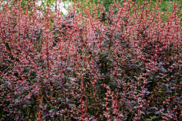 primer plano de berberis thunbergii f. atropurpurea 'rose glow' bush (barberry japonés). nuevos brotes rojos con hojas púrpuras profundas. - agracejo rojo fotografías e imágenes de stock