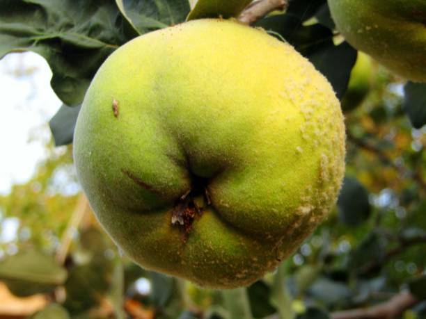 istock Quince fruit in the ripening phase 1278403457