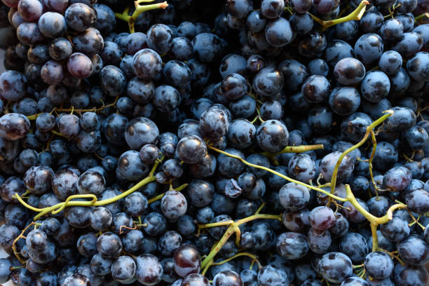 istock background of fresh black grapes in a box 1278403797