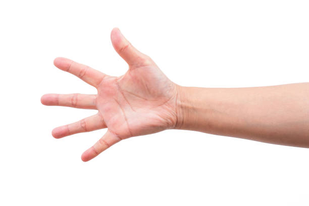 istock female hand isolated on white background 1278405215