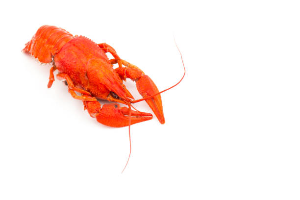 istock Boiled Fresh Crayfish,Crawfish,  isolated on white background 1278406415